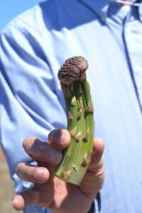Witches Broom Asparagus