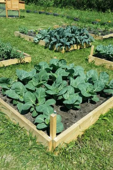 Union Avenue Community Garden