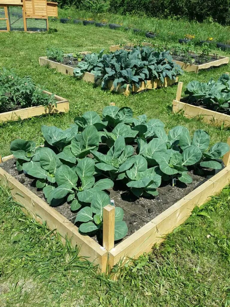 Union Avenue Community Garden