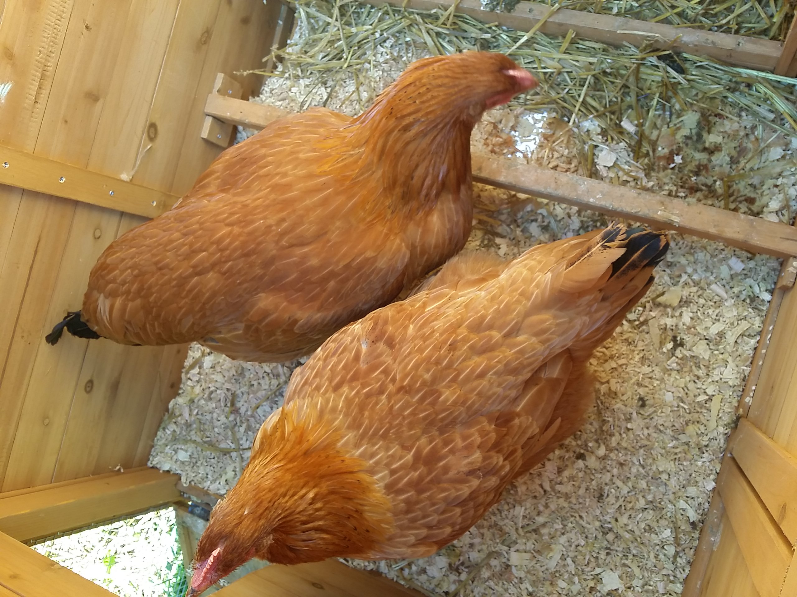 Union Avenue Community Garden Chickens