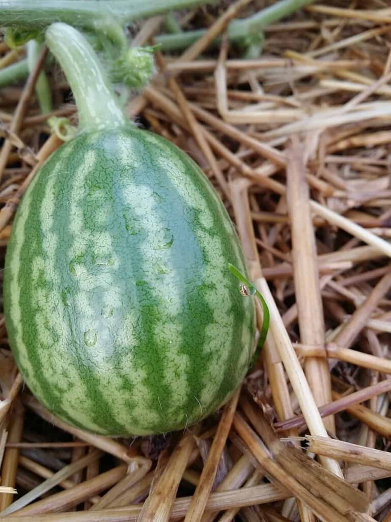 Crimson Sweet Watermelon Union Avenue Community Garden