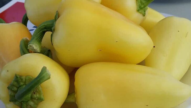 Pepper Production #FarmtoPlate Woodland,California