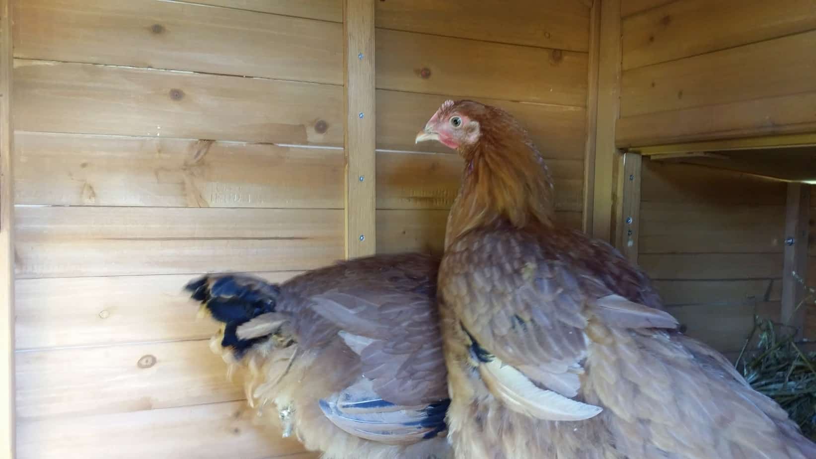 Raising Backyard Chickens 