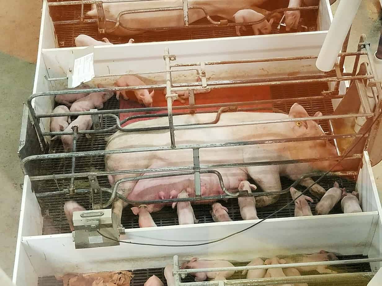 National Pork Month at Fair Oaks Farm 