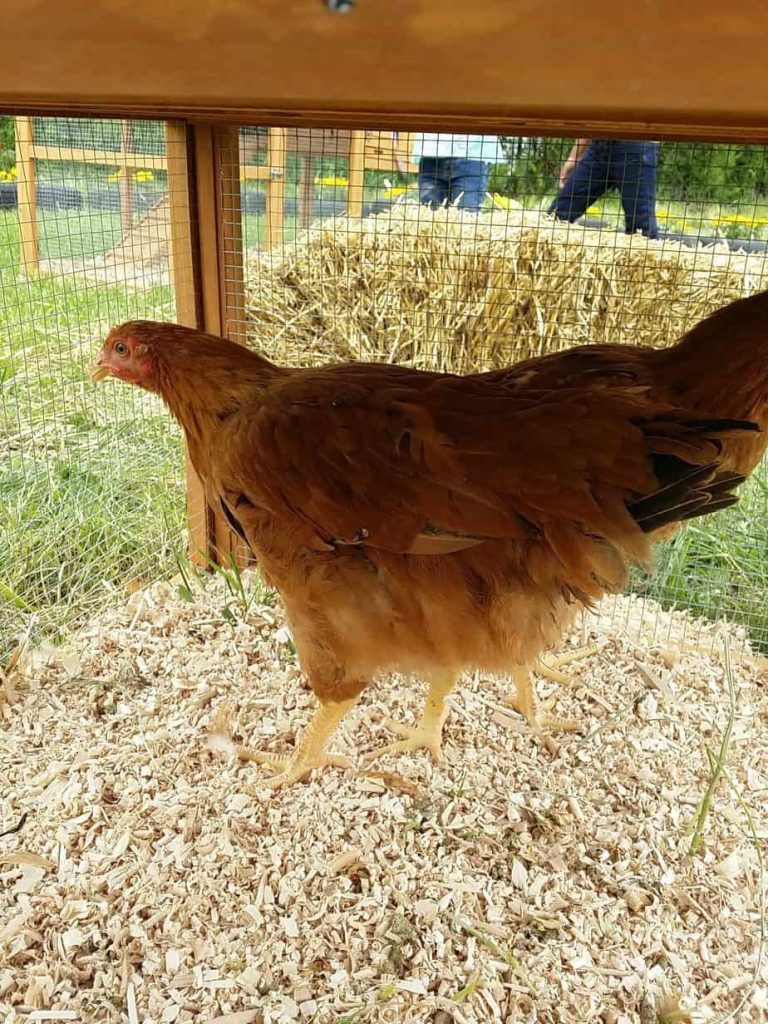 Raising Backyard Chickens