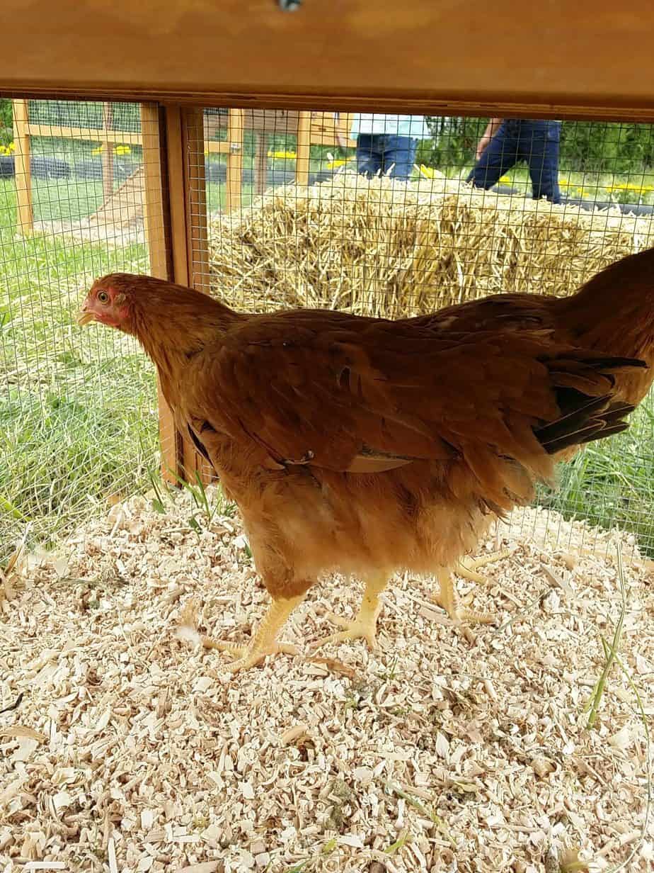 Raising Backyard Chickens