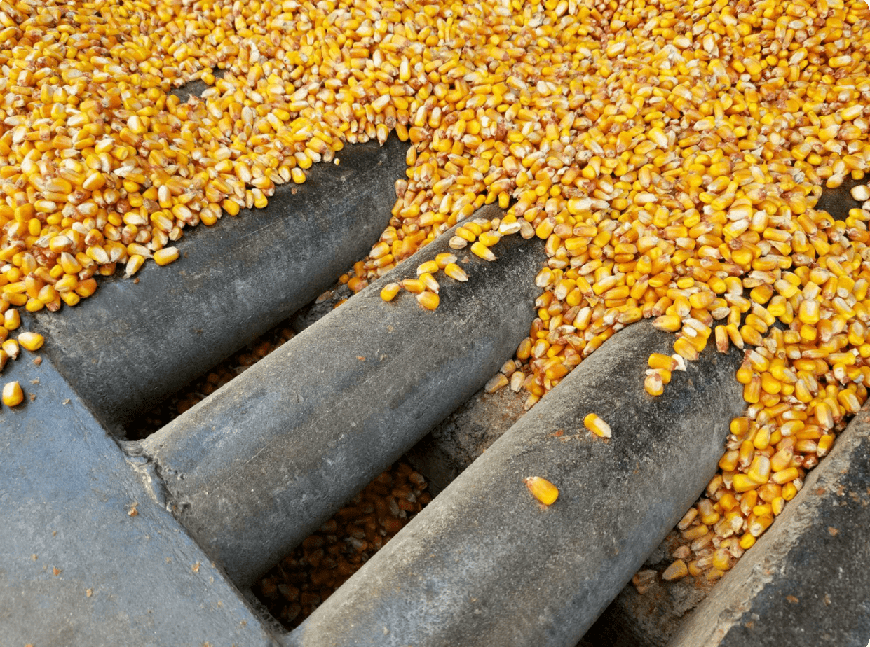 Iowa Corn Quest 2016 