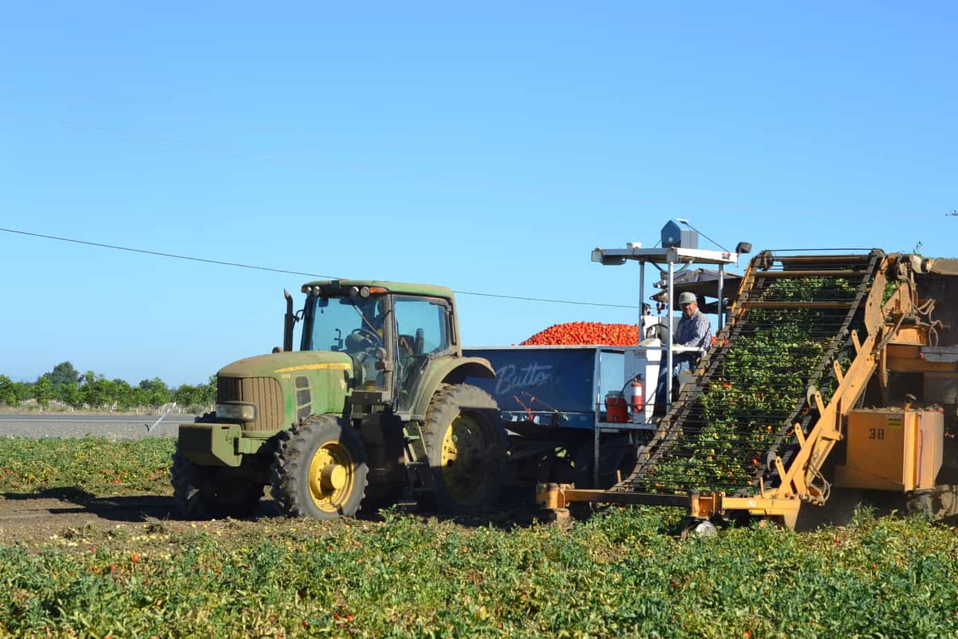 Tomato Processing #FarmtoPlate 