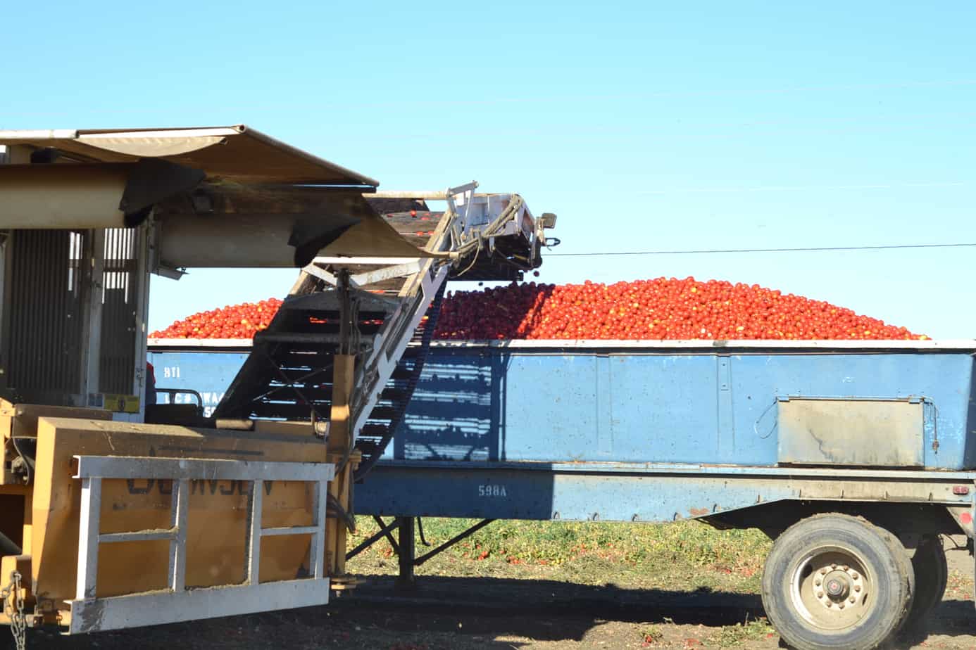 Tomato Processing #FarmtoPlate 