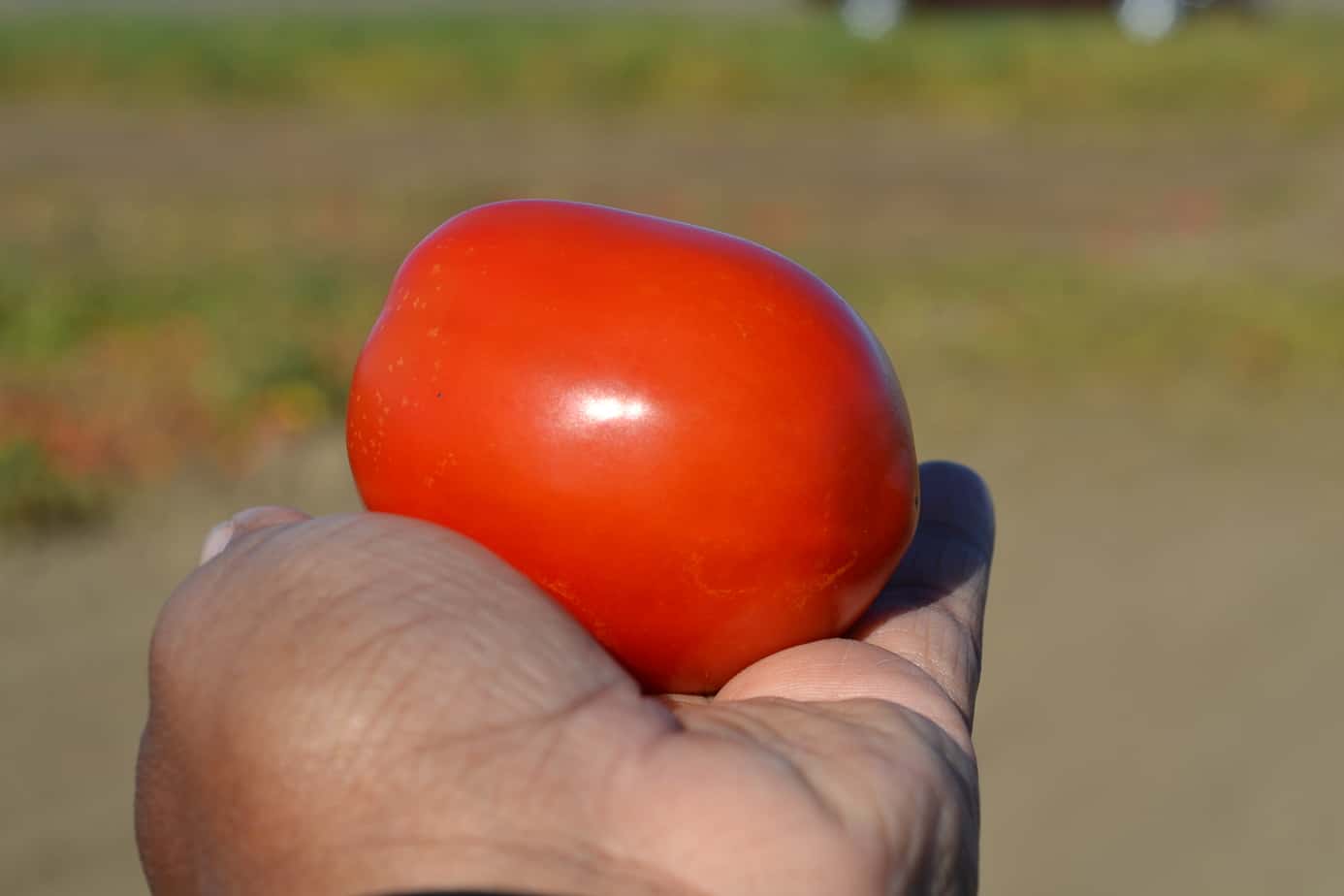 Tomato Processing #FarmtoPlate 