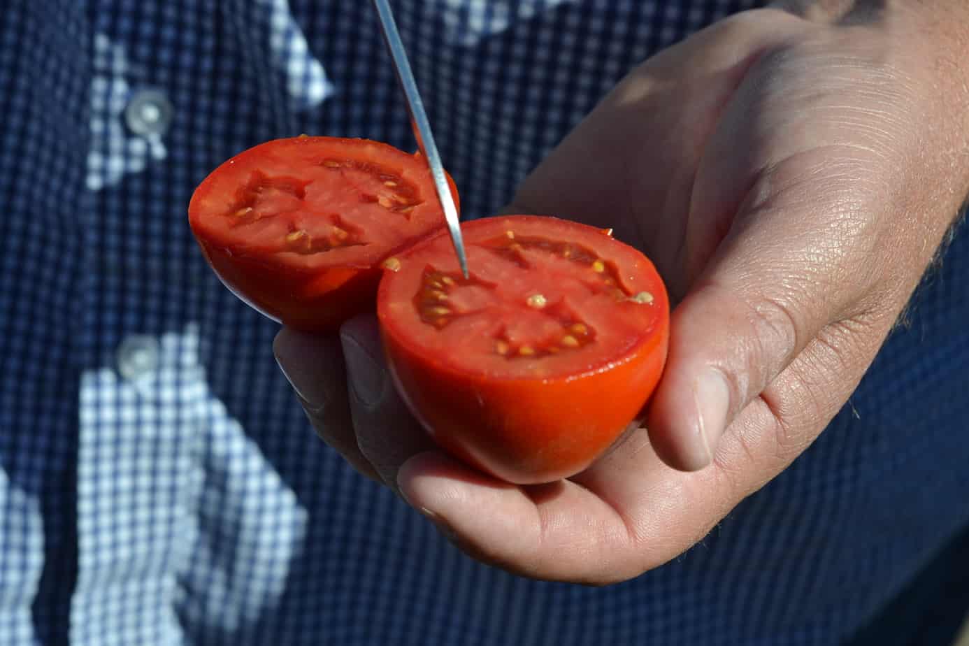 Tomato Processing #FarmtoPlate 
