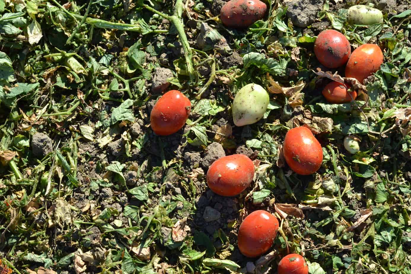 Tomato Processing #FarmtoPlate