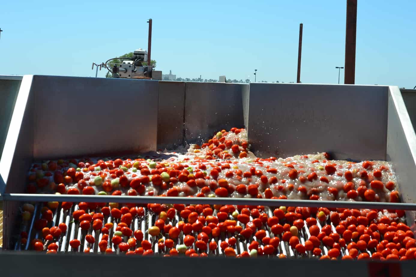 Tomato Processing #FarmtoPlate