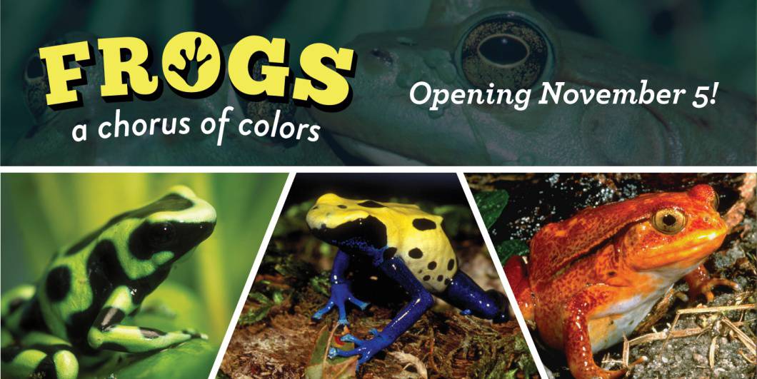 Frogs: A Chorus of Colors 