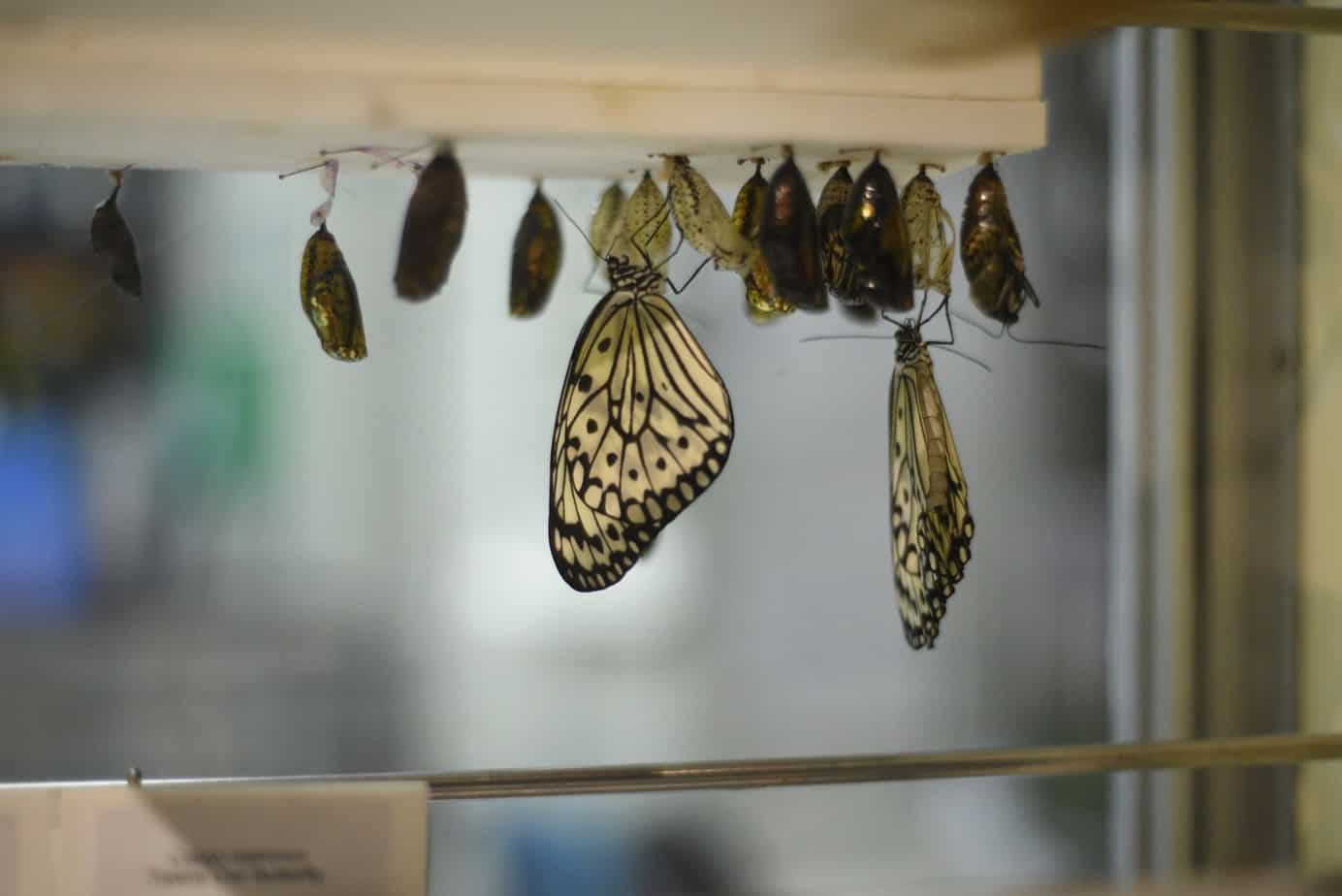 Peggy Notebaert Nature Museum