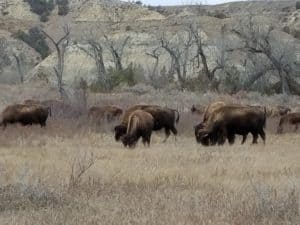 Theodore Roosevelt National Park