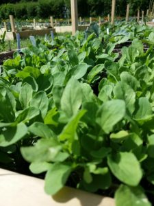 We Sow, We Grow Community Garden Initiative