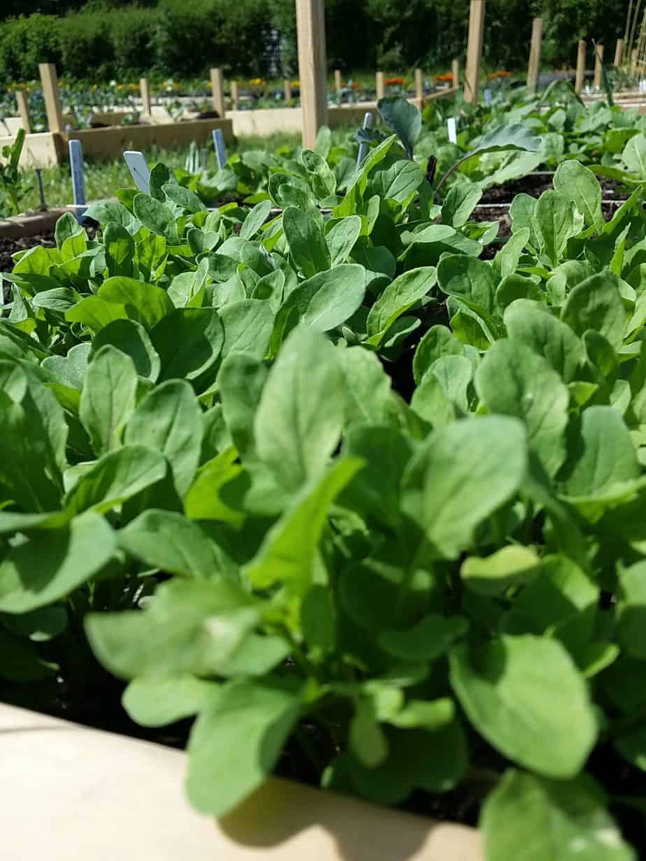 We Sow, We Grow Community Garden Initiative