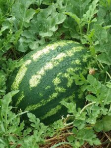 We Sow, We Grow Community Garden Initiative
