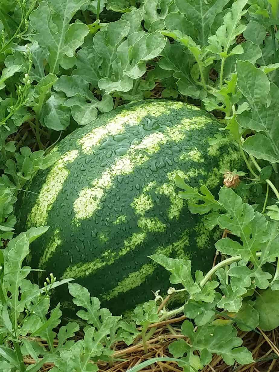 We Sow, We Grow Community Garden Initiative