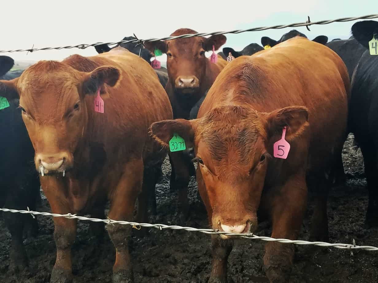 Finishing Farm Tour in Omaha Nebraska 