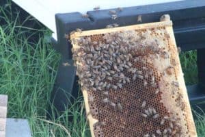 Learning Beekeeping at Monsanto