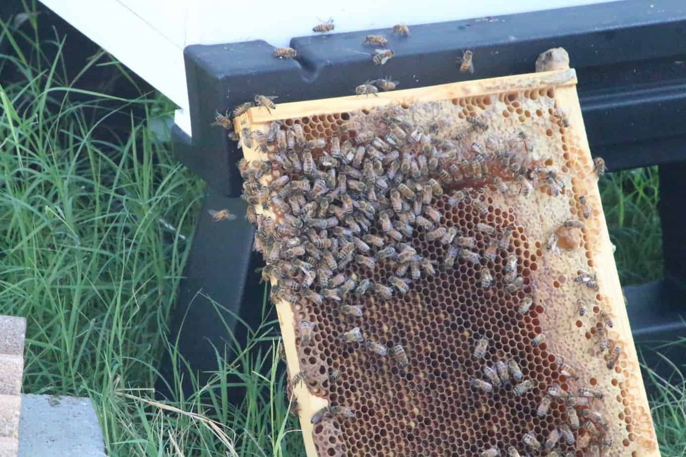 Learning Beekeeping at Monsanto 