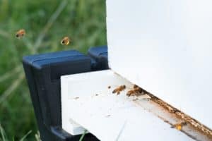 Learning Beekeeping at Monsanto