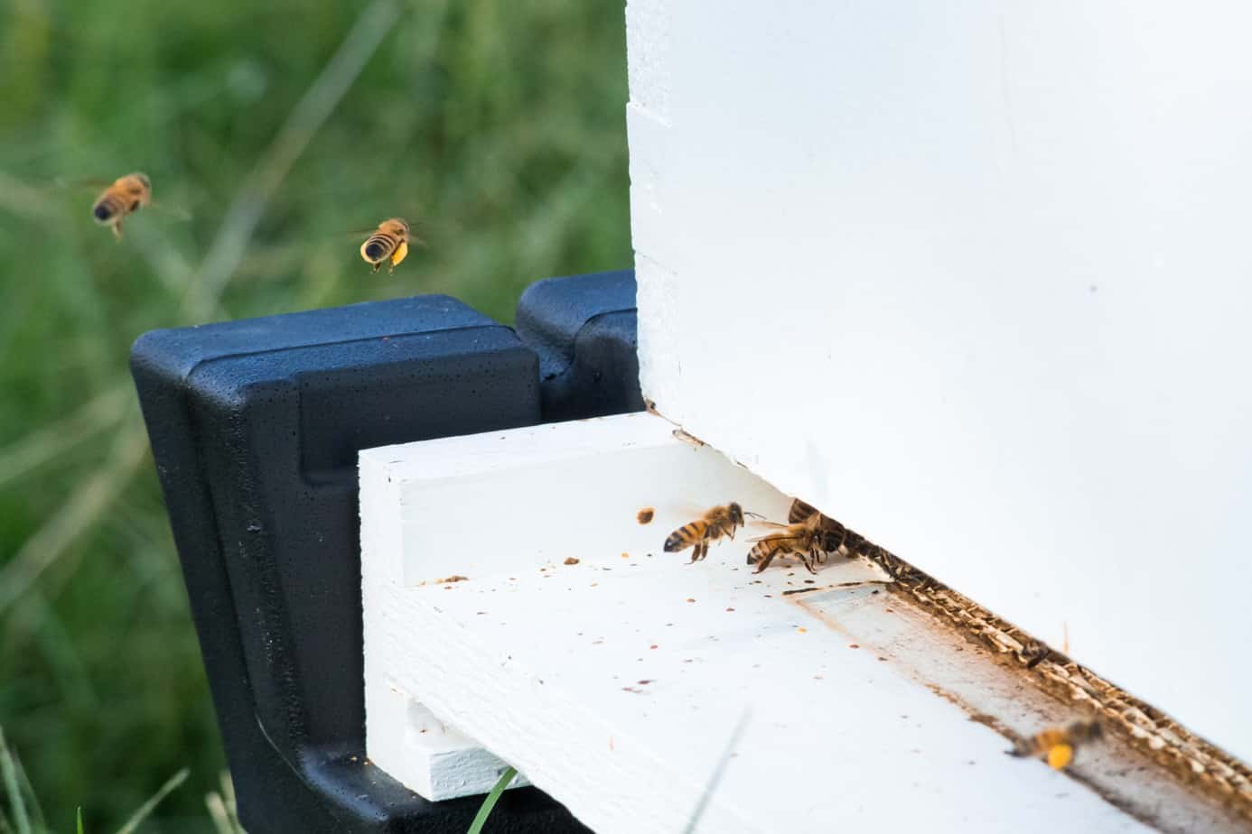 Learning Beekeeping at Monsanto 