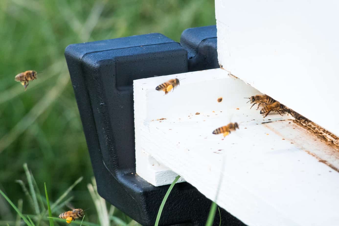 Learning Beekeeping at Monsanto 