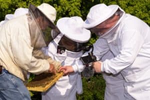 Learning Beekeeping at Monsanto
