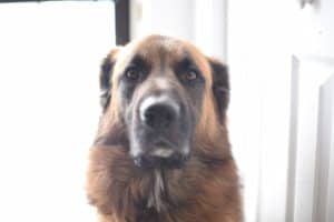 Milos Kitchen Home-Style-Dog Treats