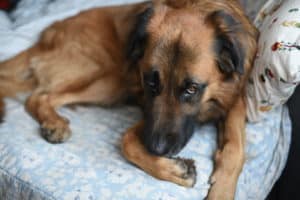Milos Kitchen Home-Style-Dog Treats