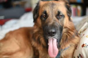Milos Kitchen Home-Style-Dog Treats