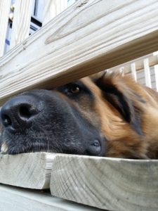 Milos Kitchen Home-Style-Dog Treats