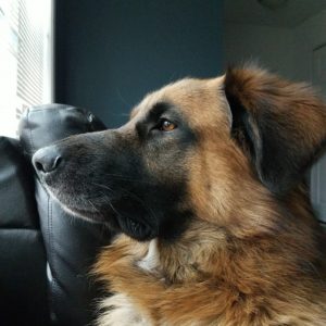 Milos Kitchen Home-Style-Dog Treats
