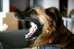Milos Kitchen Home-Style-Dog Treats