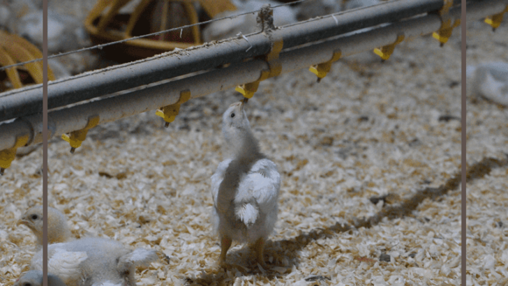 5 Things You Didn’t Know About Chicken Farming