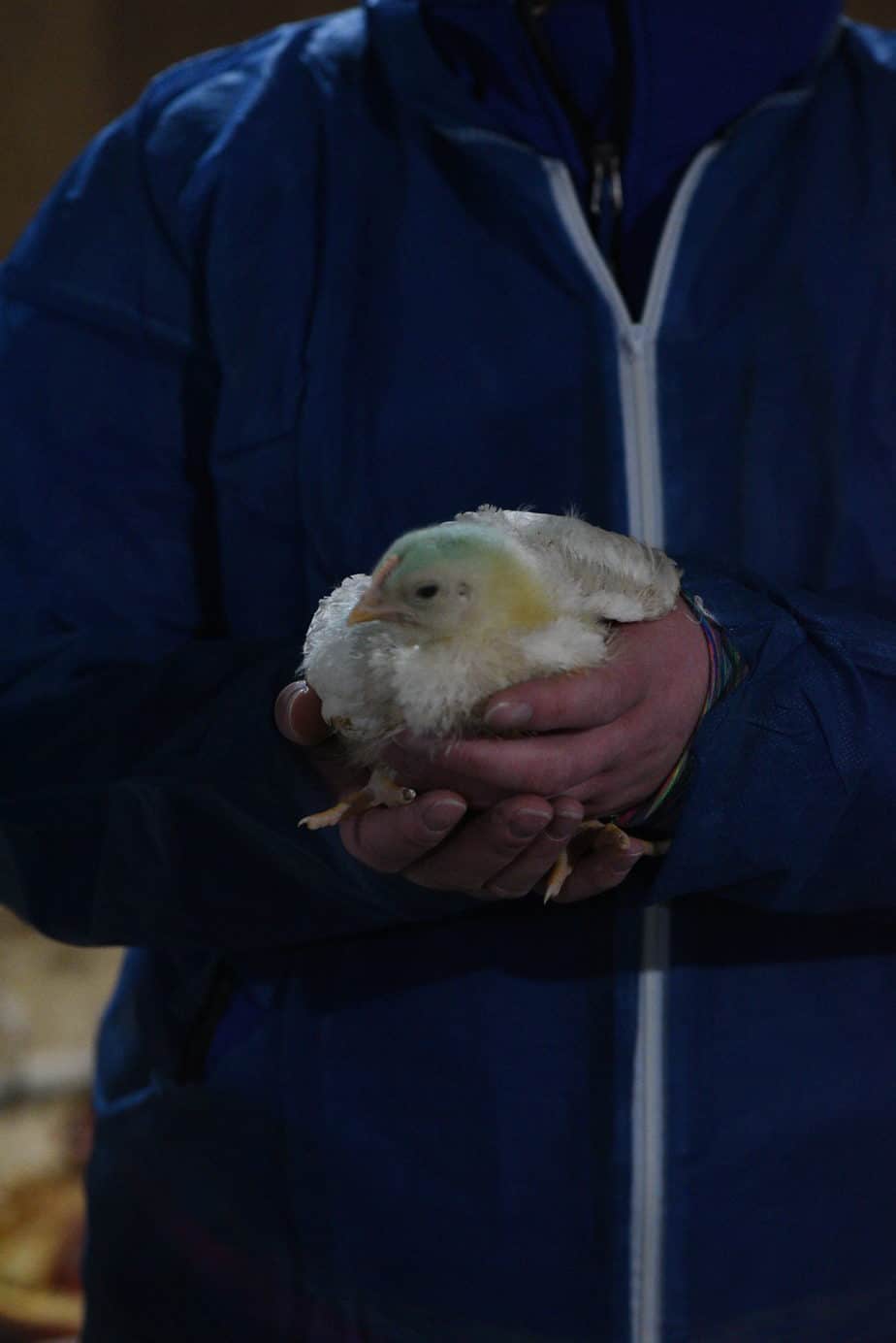 15 day old chicken