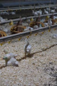 Broiler chickens drinking from water nipples
