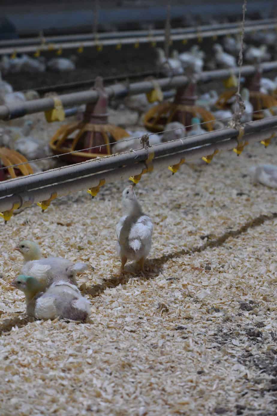 Broiler chickens drinking from water nipples 