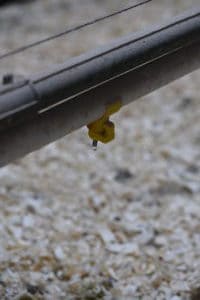 Chicken watering system