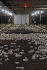 Chicken farm barn