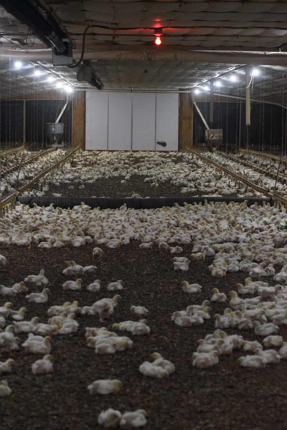 Chicken farm barn 