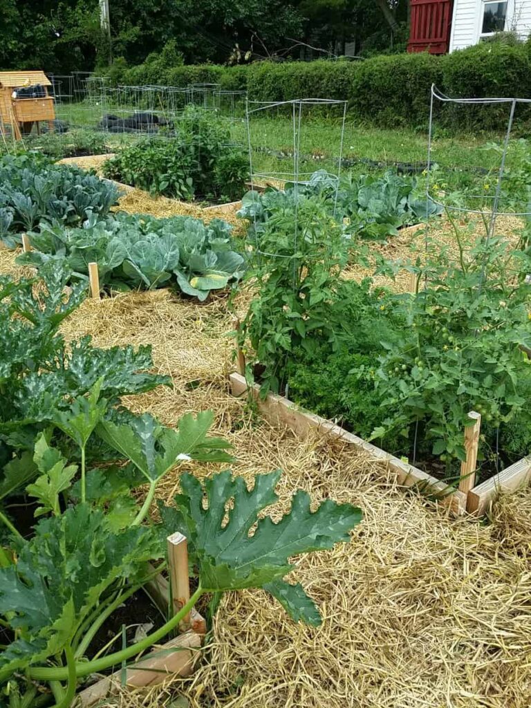 Kid Friendly Gardening