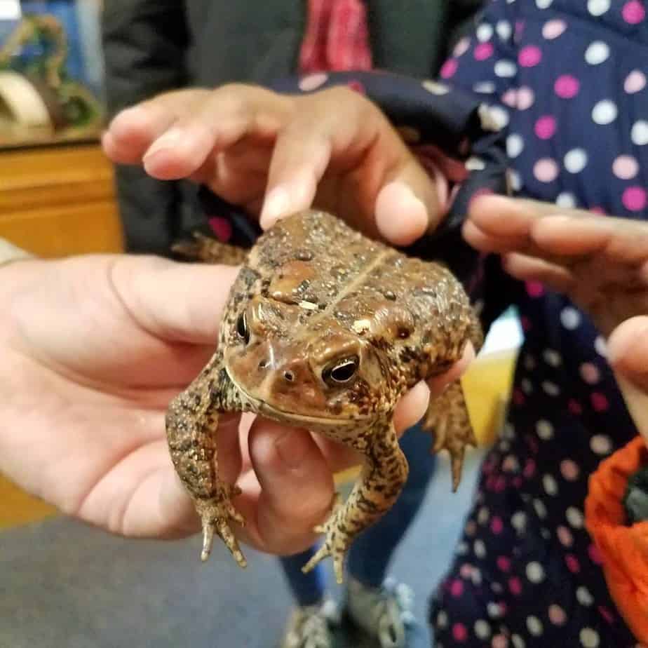 Shepherd of the Hills Fish Hatchery - Free Family fun in Branson, Missouri Here you can feed raised trout, and learn about birds and animals in Missouri