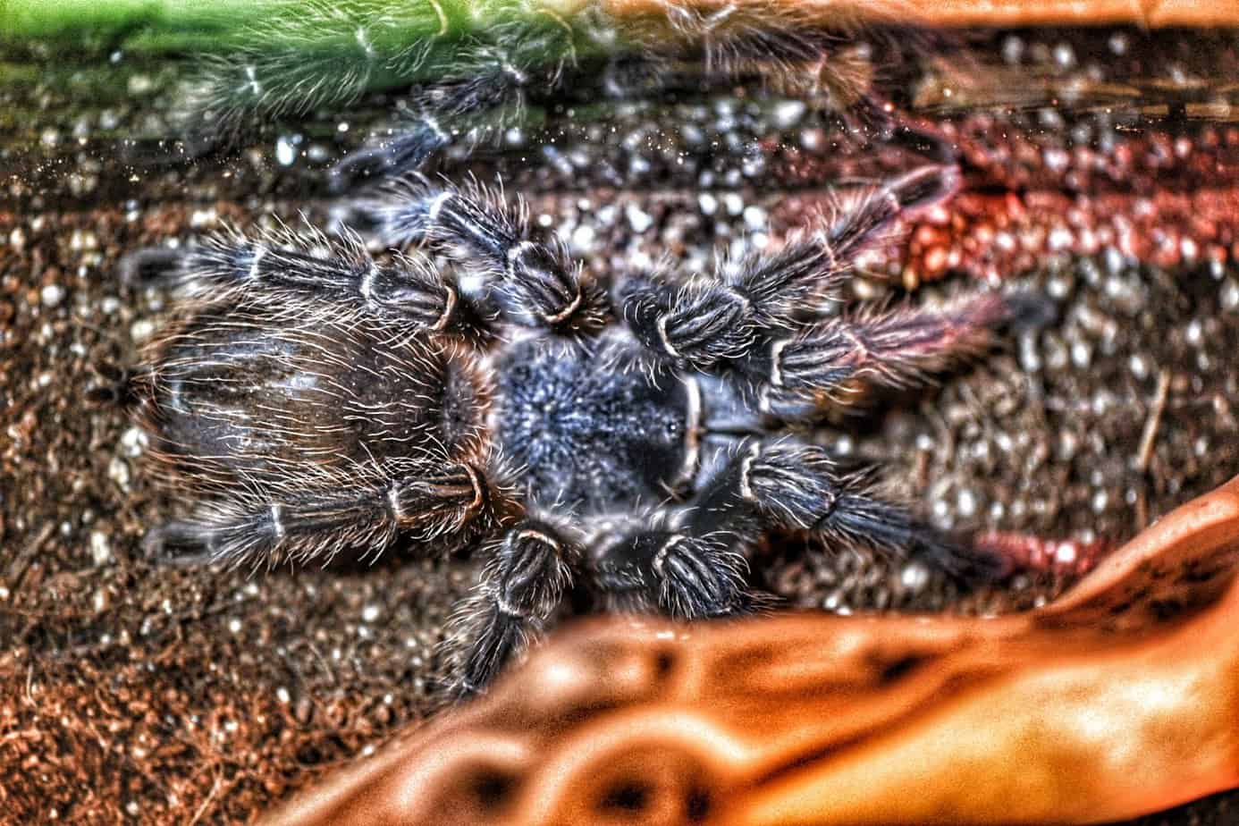 Amazing Arachnids at Brookfield Zoo