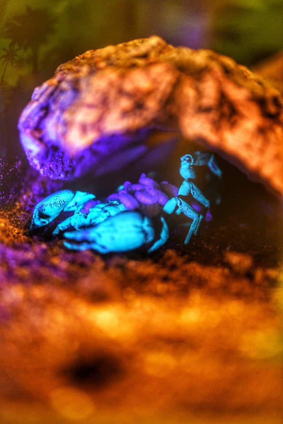 Amazing Arachnids at Brookfield Zoo