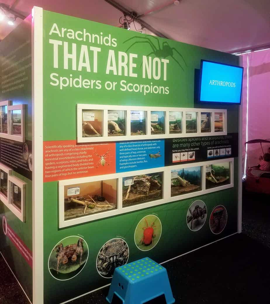 Amazing Arachnids at Brookfield Zoo