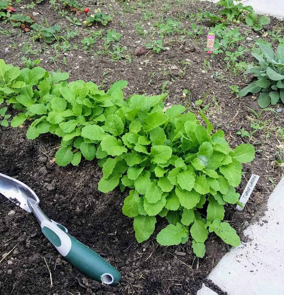 How To Garden When You Have Allergies 